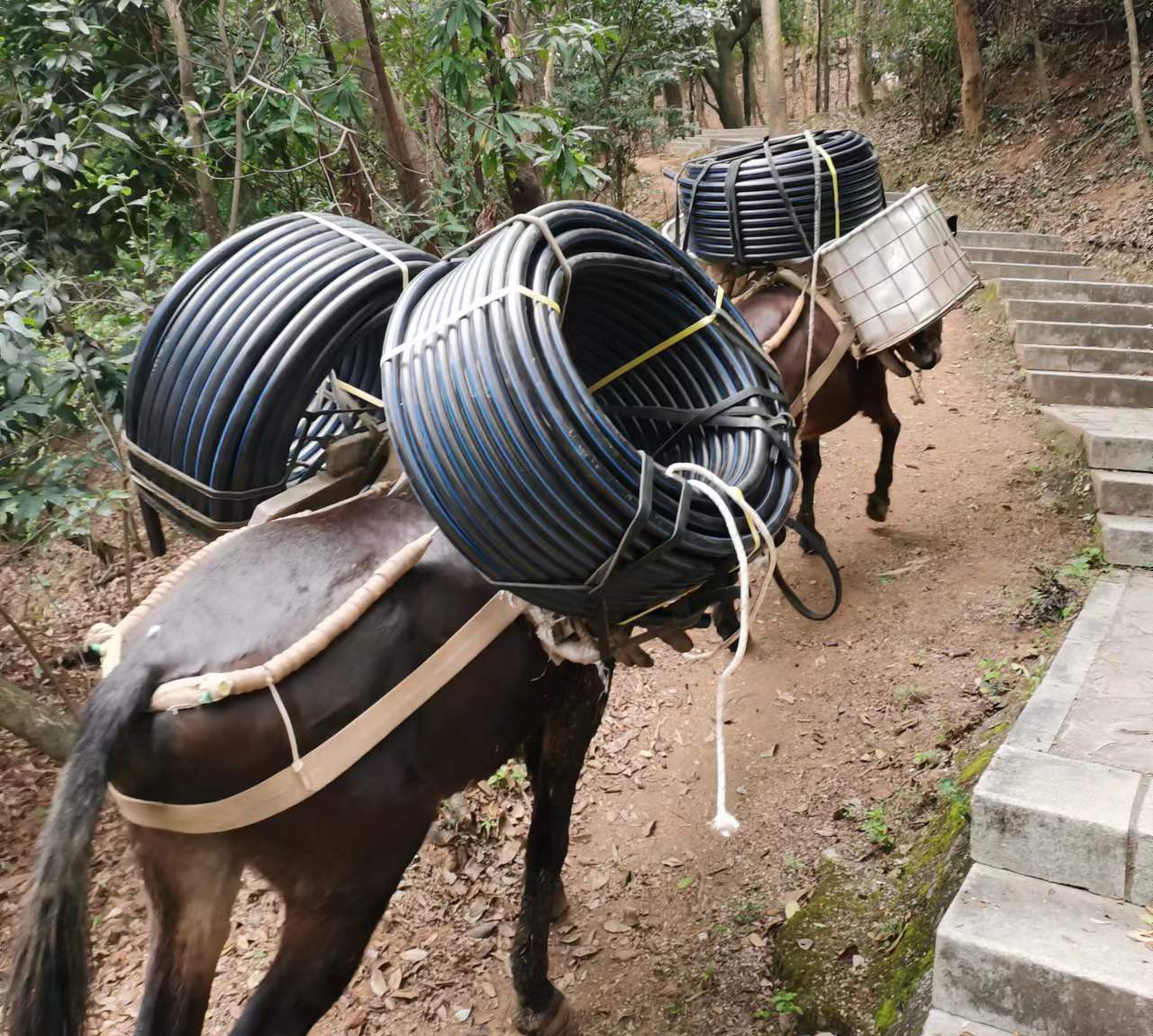 坪山区马帮运输