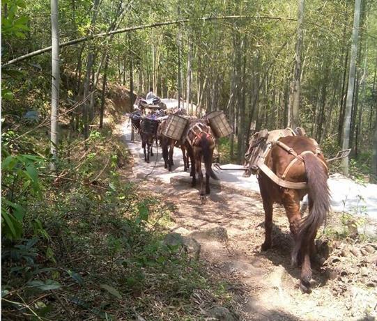 坪山区马帮运输电话