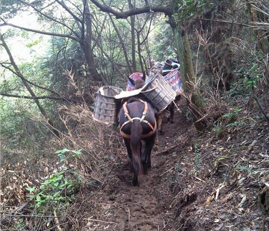 坪山区马帮运输公司