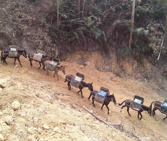 坪山区山路马帮运输