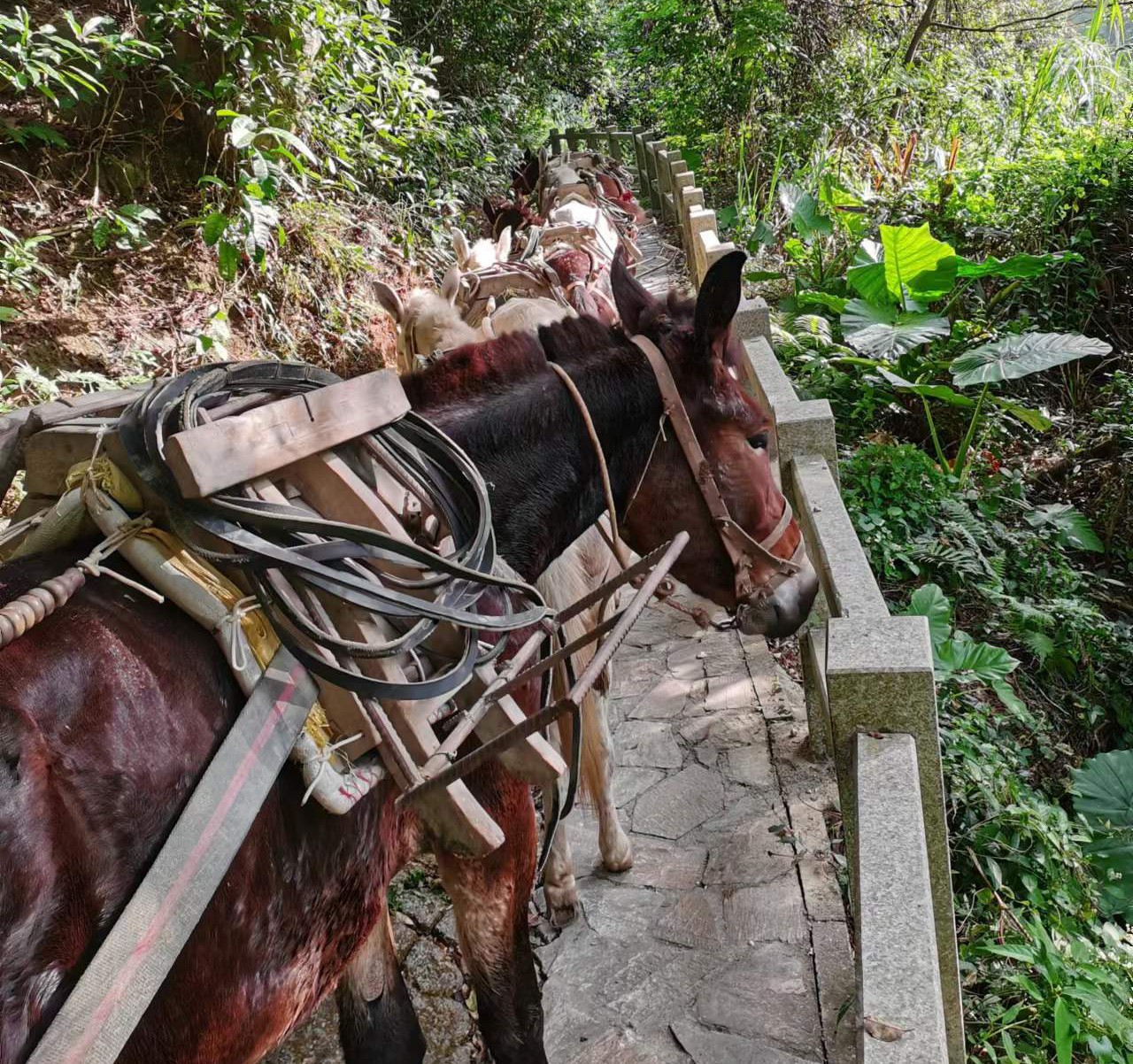 坪山区马队运输