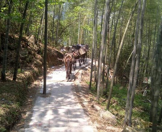 坪山区马队运输公司