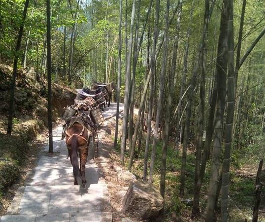 坪山区山路马队运输