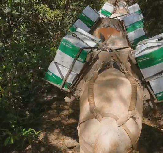 坪山区骡马山路运输