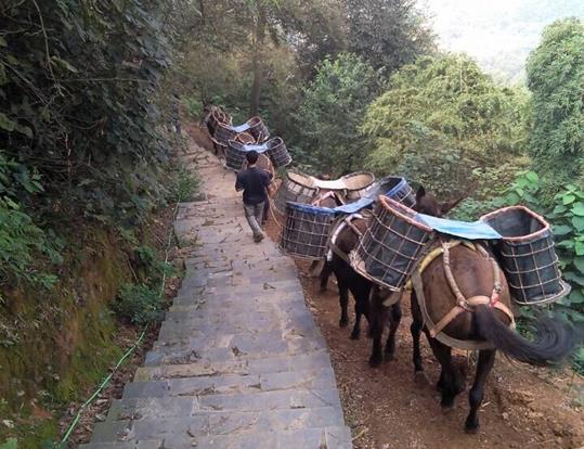 坪山区骡马运输电话