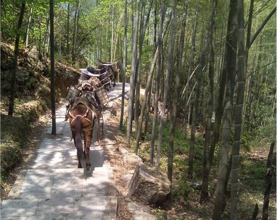 坪山区山区骡马运输