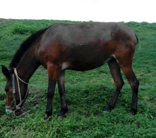坪山区骡马搬运