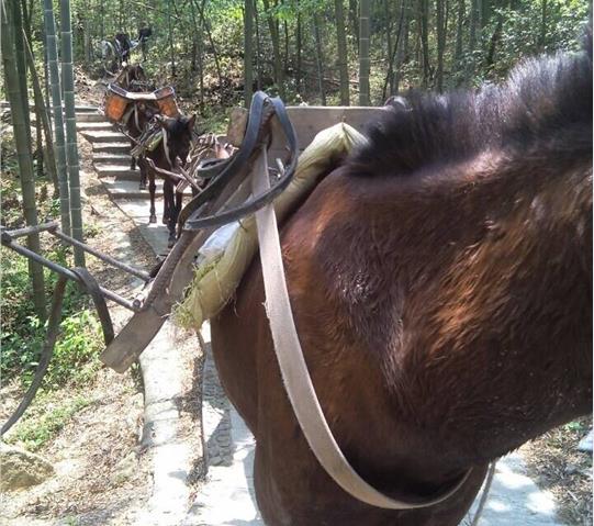 坪山区骡马队运输