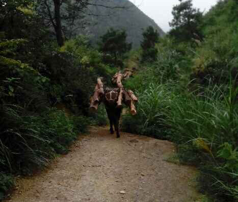 坪山区骡马运输