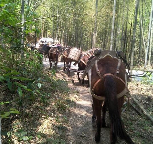坪山区骡马运输公司