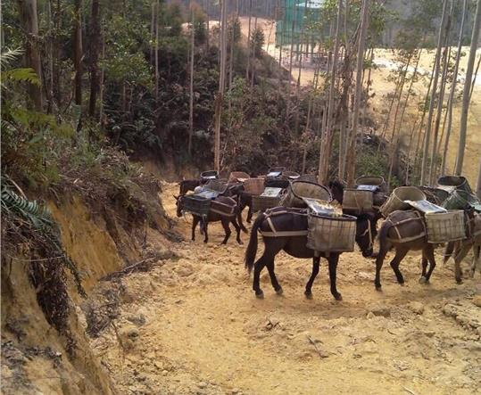 坪山区马帮山路运输