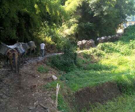 坪山区马帮运输队