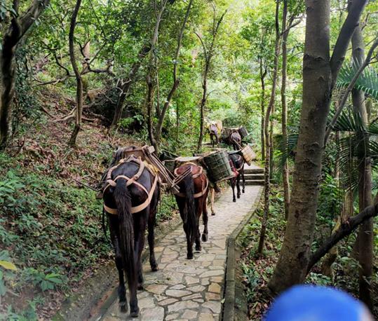 坪山区马队运输电话