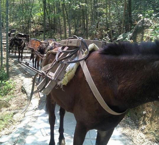 坪山区山路骡马运输