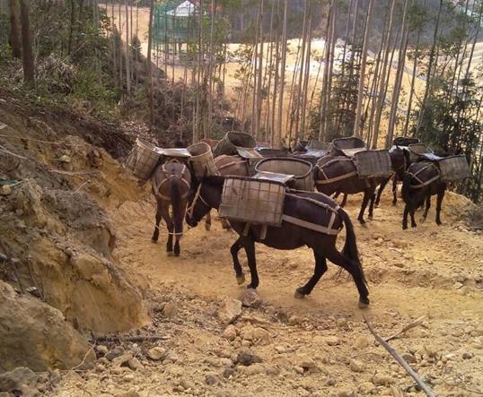 坪山区山区马队运输